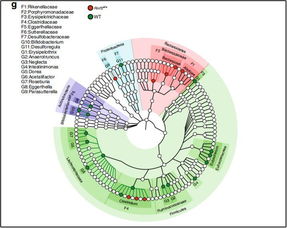腸道微生物如何影響抗癌效果？《自然》子刊聯合四十余位科學家揭示關鍵機制