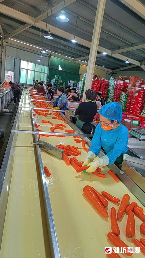 蹲點(diǎn)調(diào)查 一根跨緯度遷徙的胡蘿卜與玻璃拋光粉生產(chǎn)的濰坊壽光產(chǎn)業(yè)傳奇